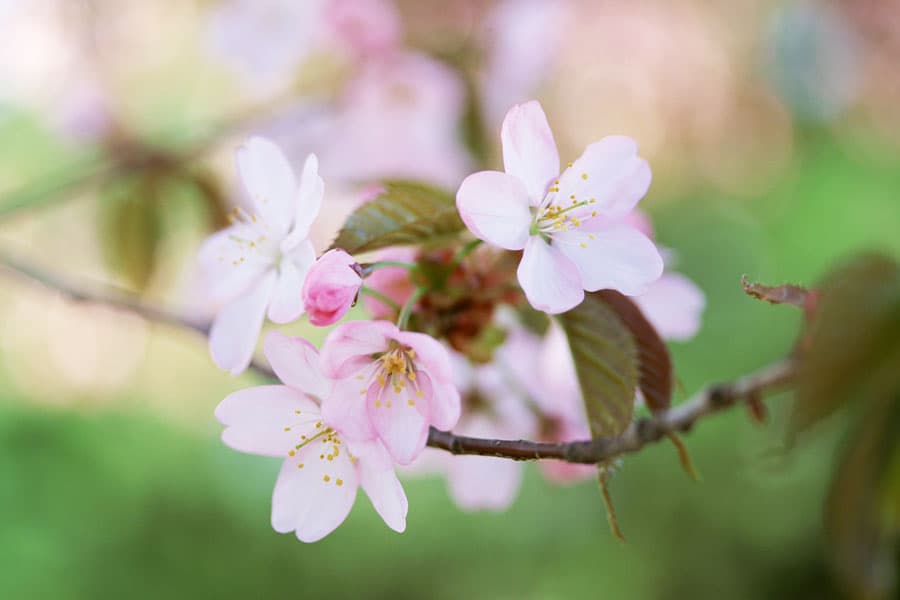 関東近郊で桜・お花見車中泊が楽しめるスポット5選！